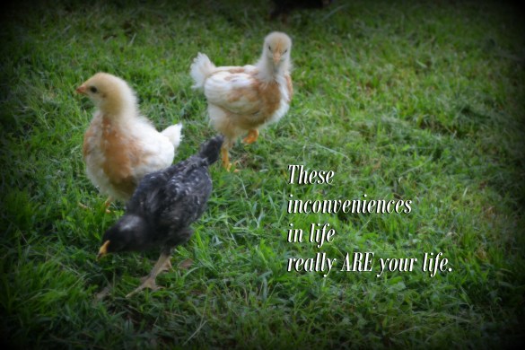 These inconveniences in life really are your life